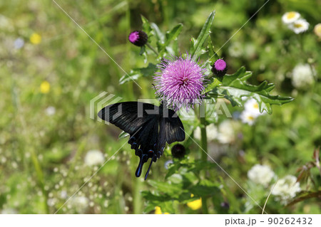 ノアザミの花に吸蜜するカラスアゲハ 90262432