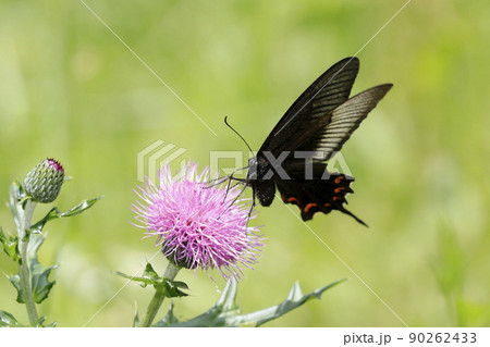 ノアザミの花に吸蜜するカラスアゲハ 90262433