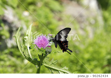 ノアザミの花に吸蜜するカラスアゲハ 90262434