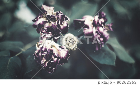 枯れた花 90262565