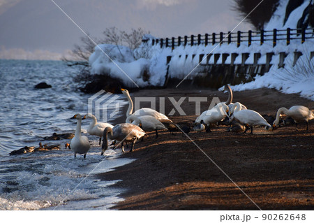 猪苗代湖の白鳥 90262648