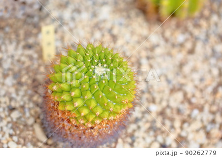サボテンの花　金洋丸 90262779