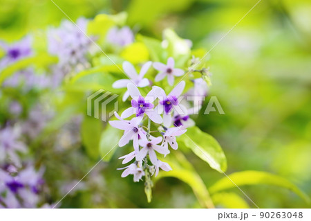 ムラサキツクバネカズラの花 90263048