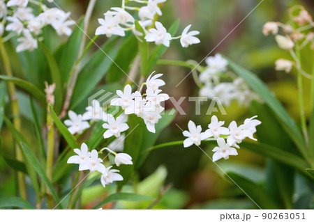 デンドロビュウムの花　キンギアナム 90263051