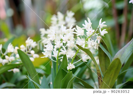 デンドロビュウムの花　キンギアナム 90263052
