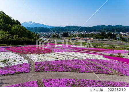 新潟県魚沼市・根小屋花と緑と雪の里の芝桜 新潟県魚沼市・根小屋花と緑と雪の里の芝桜 90263210