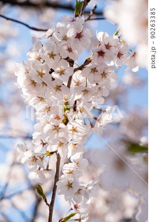 お花見の満開の桜【縦写真】 90263385