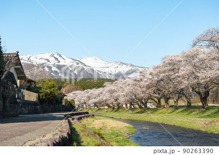 中山河川公園の桜と鳥海山4 90263390