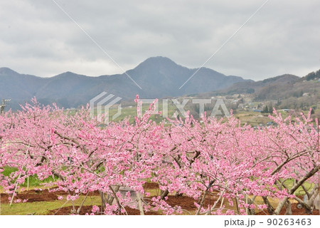 ピンク色の花満開の桃畑 90263463