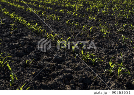 Green corn plants on a fertile field. Agricultural process. 90263651