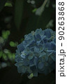 紫陽花 90263868