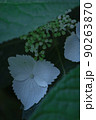 紫陽花② 90263870