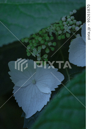 紫陽花② 紫陽花② 90263870