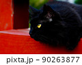 耳をカットされた黒い被毛の不妊 or 去勢手術をしたきれいな金色の目の地域猫 - 野良猫やTNR活動 90263877