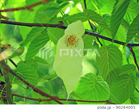 二枚の苞葉が白いハンカチのようなミズキ科のハンカチノキ 90264005