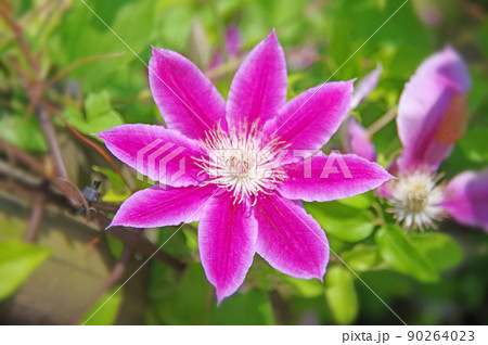 赤紫色の大輪の花が咲いたつる性植物のクレマチス 90264023
