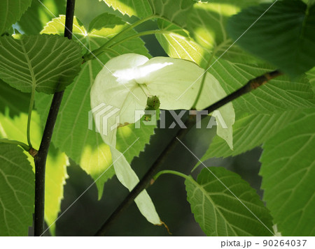 二枚の苞葉が白いハンカチのようなミズキ科のハンカチノキ 90264037