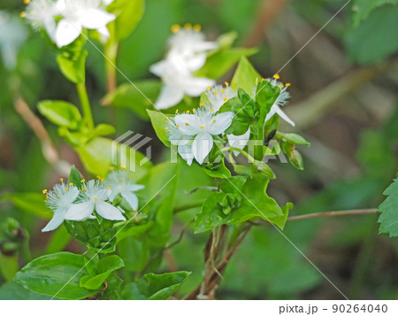 道端に咲く白い小さな三弁の花トキワツユクサ 道端に咲く白い小さな三弁の花トキワツユクサ 90264040