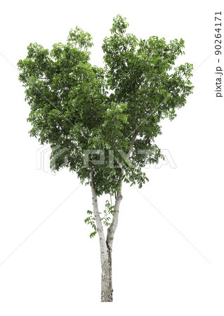 Large green tree is isolated on a white background. clipping path 90264171