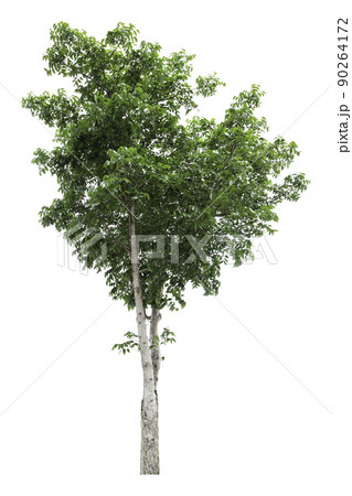 Large green tree is isolated on a white background. clipping path 90264172