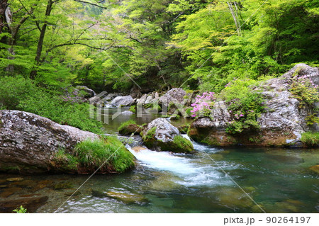 新緑の小田深山渓谷 新緑の小田深山渓谷 90264197