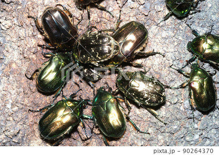 樹液に集まるリュウキュウツヤハナムグリとハナムグリの一種 樹液に集まるリュウキュウツヤハナムグリとハナムグリの一種 90264370