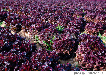 Red lettuces plantation Red lettuces plantation 90264454