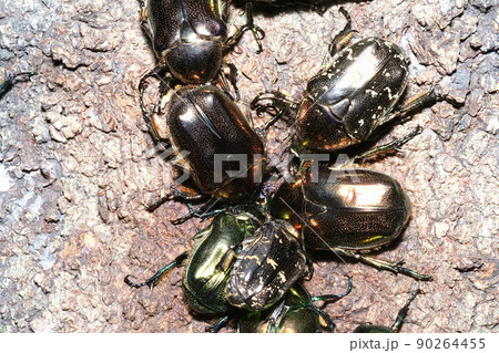 樹液に集まるリュウキュウツヤハナムグリとハナムグリの一種 樹液に集まるリュウキュウツヤハナムグリとハナムグリの一種 90264455