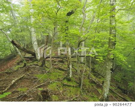 古峰ヶ原の森 古峰ヶ原の森 90264477