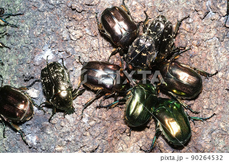 樹液に集まるリュウキュウツヤハナムグリとハナムグリの一種 樹液に集まるリュウキュウツヤハナムグリとハナムグリの一種 90264532