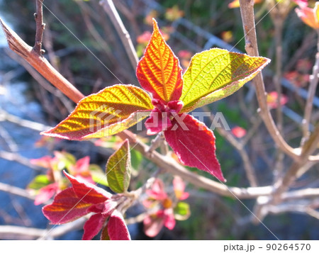 アカメガシワ アカメガシワ 90264570