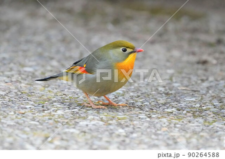 どこからともなく来て目の前に止まった可愛いくて綺麗なソウシチョウ 90264588