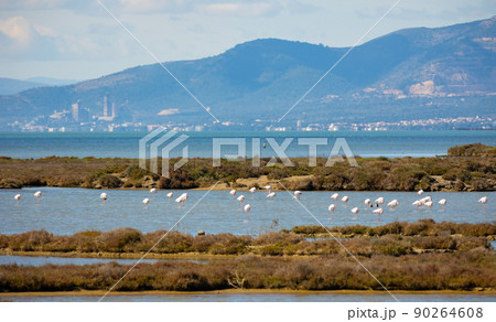 Flamingos in wetland of Ebro river Delta in springtime, Spain Flamingos in wetland of Ebro river Delta in springtime, Spain 90264608