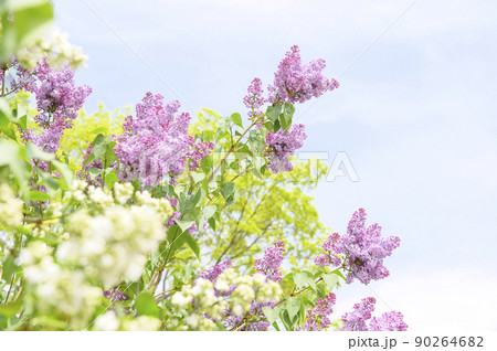 札幌大通公園のライラック 90264682