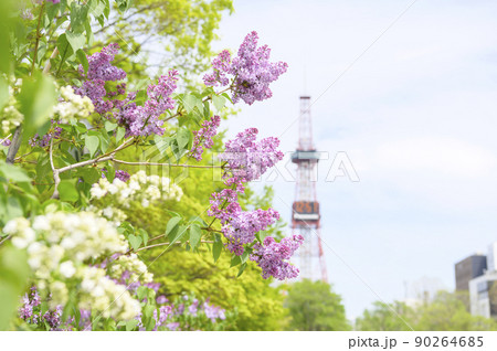 札幌大通公園のライラックとテレビ塔 90264685