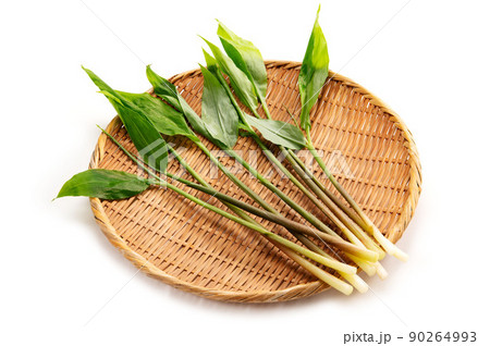 みょうがたけ 90264993