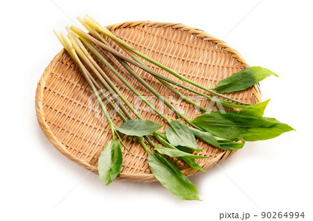 みょうがたけ 90264994