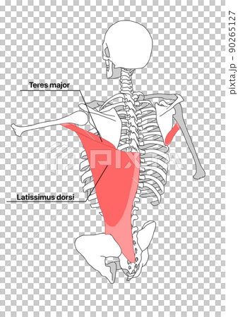 Human skeleton, latissimus dorsi and teres major muscle (English name) 90265127