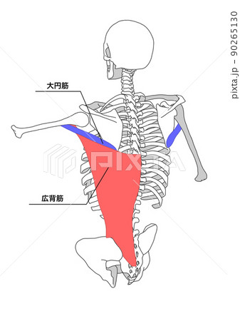 人間の骨格と広背筋と大円筋(色分け、日本語名称) 人間の骨格と広背筋と大円筋(色分け、日本語名称) 90265130