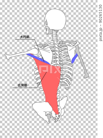 Human skeleton, latissimus dorsi and teres major muscle (color-coded, Japanese name) 90265130