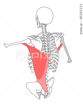 人間の骨格と広背筋と大円筋のイラスト素材