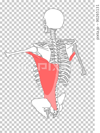 Human skeleton, latissimus dorsi and teres major muscle 90265131