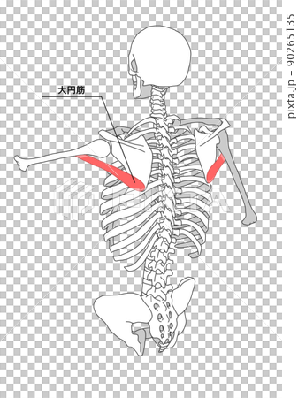 人體骨骼和小圓肌（日文名） 90265135