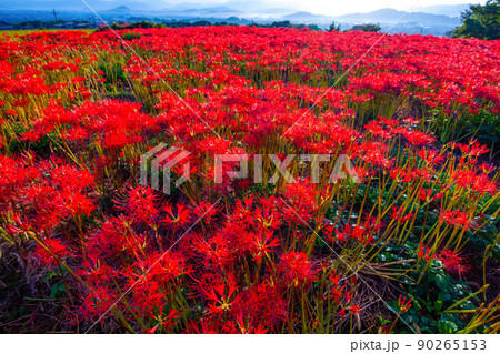 九品寺の周辺に咲く彼岸花 90265153