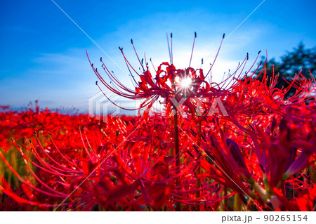 九品寺の周辺に咲く彼岸花 九品寺の周辺に咲く彼岸花 90265154
