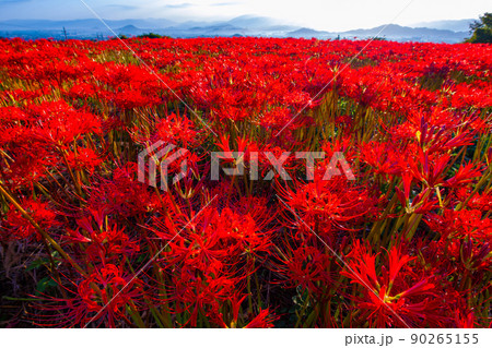 九品寺の周辺に咲く彼岸花 90265155