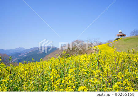 菜の花畑　翠波高原(愛媛県四国中央市) 90265159