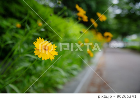 花 植物 グムギェグク 90265241