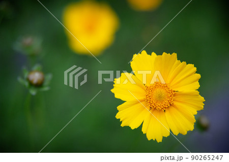 花 植物 グムギェグク 90265247