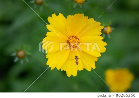 花 植物 昆虫 90265250